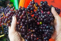 Loại nho mọc hoang ở bìa rừng Tây Bắc, giá chẳng kém cạnh nho nhập ngoại