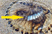 Con cá chết tức tưởi bên trong bụng sứa la bàn