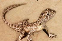 Rồng có thực sự tồn tại trên Trái đất?