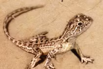 Rồng có thực sự tồn tại trên Trái đất?