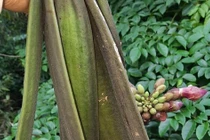 Thứ quả dại trên rừng vào mùa được bán giá gần trăm ngàn/kg