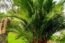 4 loại cây là mèo Thần Tài, đặt ở đâu là gọi lộc lá về ở đó