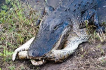 Cá sấu mõm ngắn “xơi tái” trăn khổng lồ