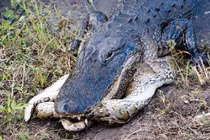 Cá sấu mõm ngắn “xơi tái” trăn khổng lồ