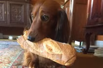 Loạt hình ảnh những loài động vật đáng yêu làm siêu trộm