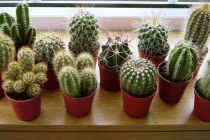 7 loại cây sát khí cao, trồng trong nhà Thần Tài phật ý, tiền bạc sa sút