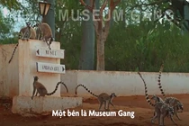 Video: vượn cáo đuôi chuông hỗn chiến giành lãnh thổ