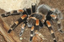 Đốt trụi nhà vì sợ 1 con nhện