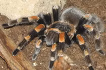 Đốt trụi nhà vì sợ 1 con nhện