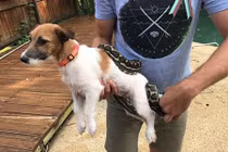 Trăn đang ăn thịt chó, bị người lao tới “xử”