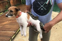 Trăn đang ăn thịt chó, bị người lao tới “xử”