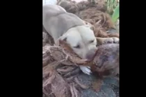 Video: Thú vị khi xem chó bóc vỏ dừa