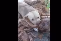 Video: Thú vị khi xem chó bóc vỏ dừa