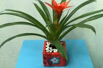 Cây tài lộc phong thủy theo độ tuổi liên tục thay đổi mẫu mã