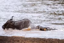 Bữa tiệc thịnh soạn của đàn cá sấu đói