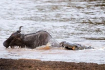 Bữa tiệc thịnh soạn của đàn cá sấu đói