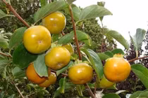 Bất ngờ loại hồng chẳng cần ngâm vẫn không chát, bao ngọt giòn