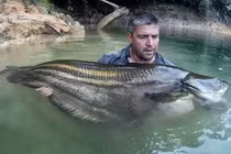 Truy lùng loài cá khổng lồ huyền thoại ở Malaysia