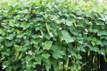 Rau bình dân của Việt Nam bỗng "đắt như vàng" trên chợ Amazon