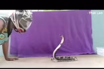 Video: Rắn hổ mang phun độc vào mặt chuyên gia bắt rắn