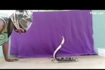 Video: Rắn hổ mang phun độc vào mặt chuyên gia bắt rắn