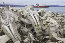 Xương chất đống ở bờ biển, du khách báo cảnh sát liền nhận được lệnh cấm