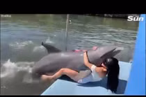Video cá heo dính chặt lấy nữ du khách xinh đẹp, gợi cảm