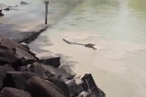 Cá sấu khổng lồ lao như tàu ngầm đến cướp cá của người câu