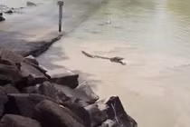 Cá sấu khổng lồ lao như tàu ngầm đến cướp cá của người câu