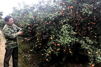 Bỏ phố thị về trồng cam Canh: Anh nông dân đón Tết hơn 3 tỷ đồng