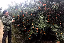 Bỏ phố thị về trồng cam Canh: Anh nông dân đón Tết hơn 3 tỷ đồng