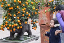 Chiêm ngưỡng sản phẩm trâu cõng quất bonsai hút khách