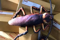 Giới trẻ Thái Lan rộ mốt mua gián nhồi bông tặng bạn bè