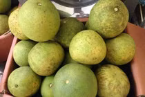 Thực hư đặc sản bưởi Đoan Hùng chỉ 2.000 đồng/quả