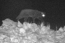 "Quái vật Cumbria" lần đầu tiên bị bắt gặp trên máy ảnh hồng ngoại