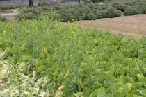 Hà Nội: Rau xanh rẻ như bèo, nông dân bỏ đầy đồng làm phân bón