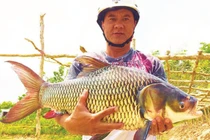 Xóm lặn miền Tây, bắt cá hô "khủng" 200 kg
