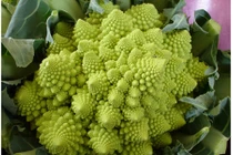 Cây súp lơ giá 250 nghìn đồng, phải đợi cả tuần mới có hàng