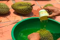 Nhận biết sầu riêng chín tự nhiên chỉ cần ấn vào cuống