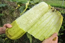 Trước toàn vứt sọt rác, giờ là 'kho tiền' cho nhiều người