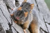 Loài vật có thời gian giao phối lâu nhất thế giới