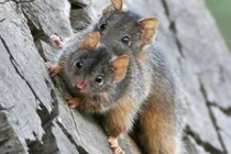 Loài vật có thời gian giao phối lâu nhất thế giới