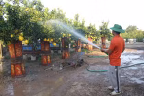 Cây cảnh khủng trưng tết rục rịch xuống chợ, nhiều loại giảm giá tới 30%