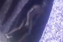 Cảnh sát Argentina chụp được ảnh “người ngoài hành tinh”