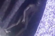 Cảnh sát Argentina chụp được ảnh “người ngoài hành tinh”