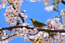 Con giáp tài lộc ôm tay trái, hỷ sự bồng tay phải từ cuối tháng 7