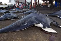 Sự thật tàn nhẫn phía sau vật lạ màu đen kỳ lạ