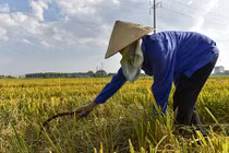 Gặt lúa trong nắng cháy 41 độ C