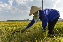 Gặt lúa trong nắng cháy 41 độ C