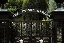 Video: Khu vườn trồng độc dược chết người, du khách sơ sẩy có thể mất mạng